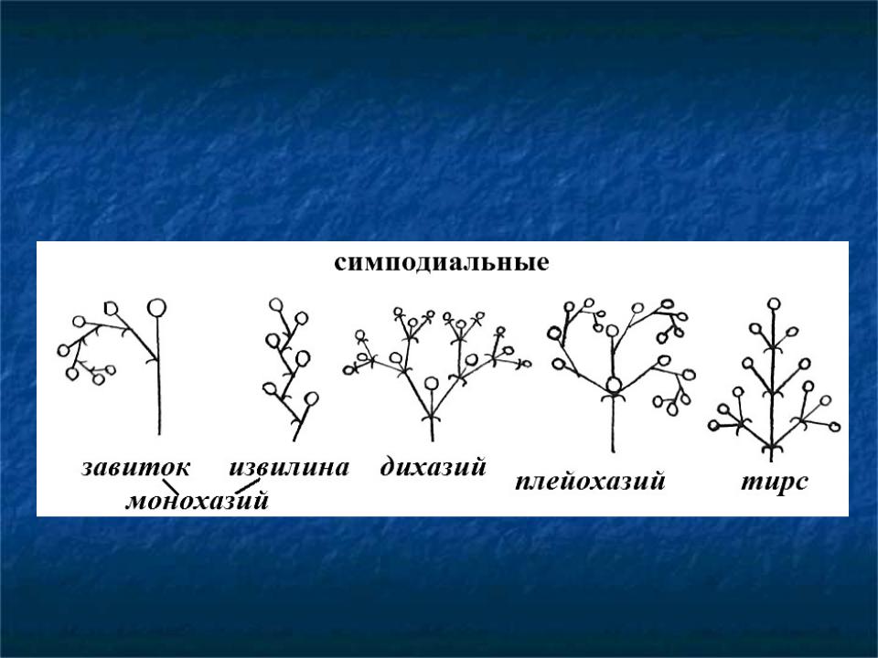 Боярышник простое или сложное соцветие. Симподиальные соцветия. Сложные соцветия картинки. Соцветие завиток. Соцветие завиток рисунок.