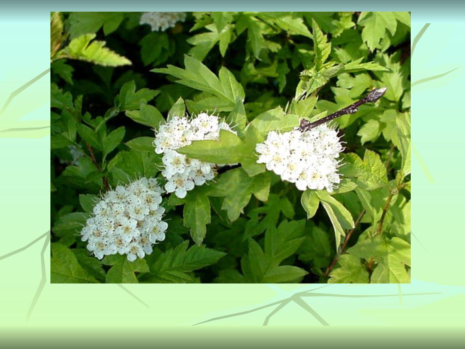 Куст рос. Crataegi Flores. Лечебные кустарники. Куст с резными листьями и белыми цветами. Кустарники Сибири дикорастущие.