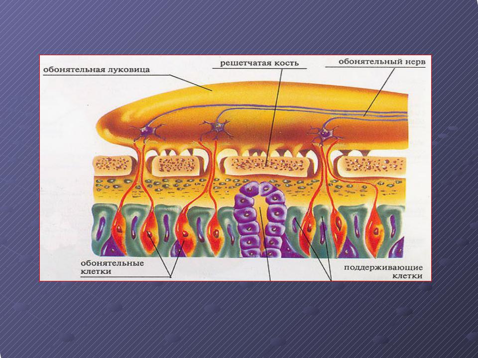 Обонятельный эпителий гистология. Схема обонятельного эпителия носовой полости. 1 Обонятельный нерв. Обонятельная зона находится