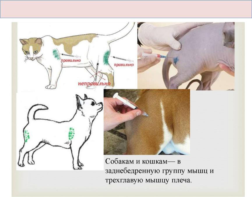 Как колоть укол собаке