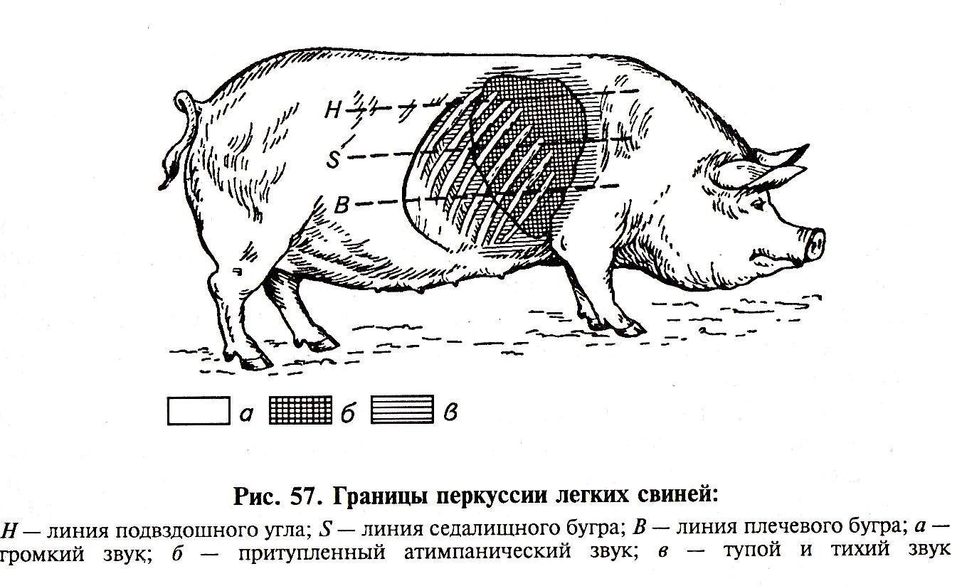 Уровень свиньи. Топография легких свиньи. Аускультация легких КРС. Границы лёгких у КРС. Границы легких у свиней.