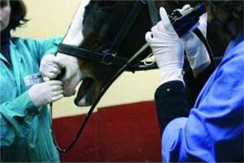 Грипп столбняк вакцина для лошадей. Ринопневмония лошадей вакцина. Иммунизация лошадей. Ветеринария лошади.
