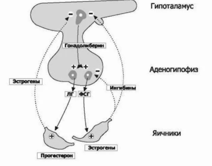 Секреция женских половых гормонов. Гипоталамо-гипофизарная регуляция. Гипоталамус и гипофиз схема. Система гипоталамус гипофиз яичники. Схема действия гипоталамо-гипофизарной системы гормоны.