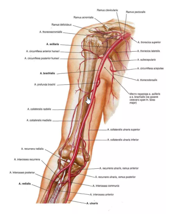 Кровоснабжение руки схема