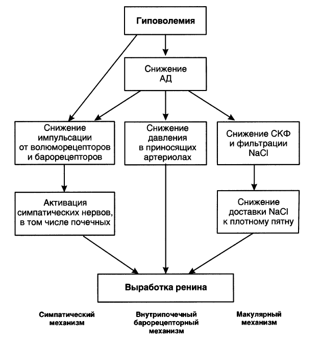 Ренин ангиотензиновая система схема