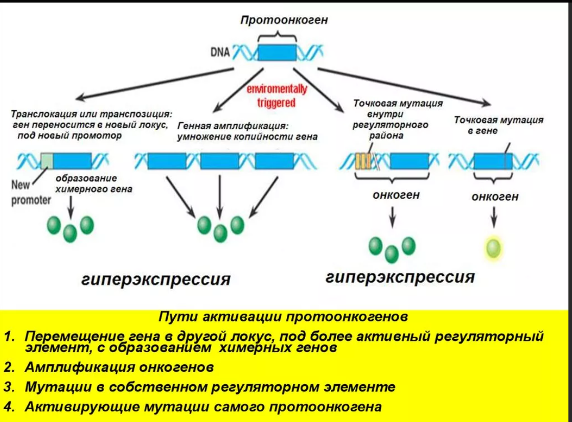 Изменения происходящие в генах это. Механизм превращения протоонкогена в онкоген схема. Механизм трансформации протоонкогена в онкоген. Вирусные онкогены протоонкогены классификация. Механизмы активации онкогенов.