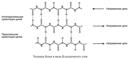 B структура. Бета складчатая структура белка. Бета слой вторичной структуры белка. Антипараллельная бета структура. Параллельная и антипараллельная структура белка бета.