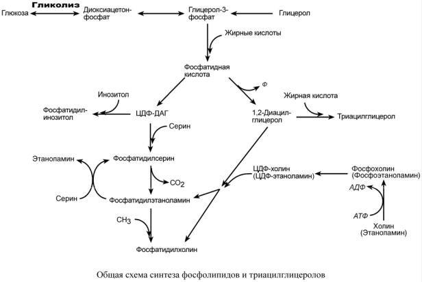 Жирные кислоты в печени. Схема синтеза фосфолипидов. Схема синтеза глицерофосфолипидов. Два основных пути синтеза фосфолипидов. Биосинтез жирных кислот и триацилглицеролов в печени.