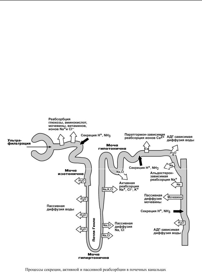 Схема реабсорбции в нефроне