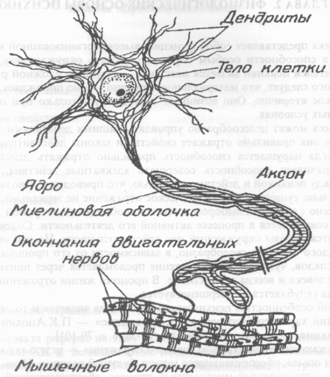 Короткие ветвящиеся отростки нервных клеток. Ветвящиеся отростки. Структурные механизмы психики. Отростки нервных клеток как идет Импульс.