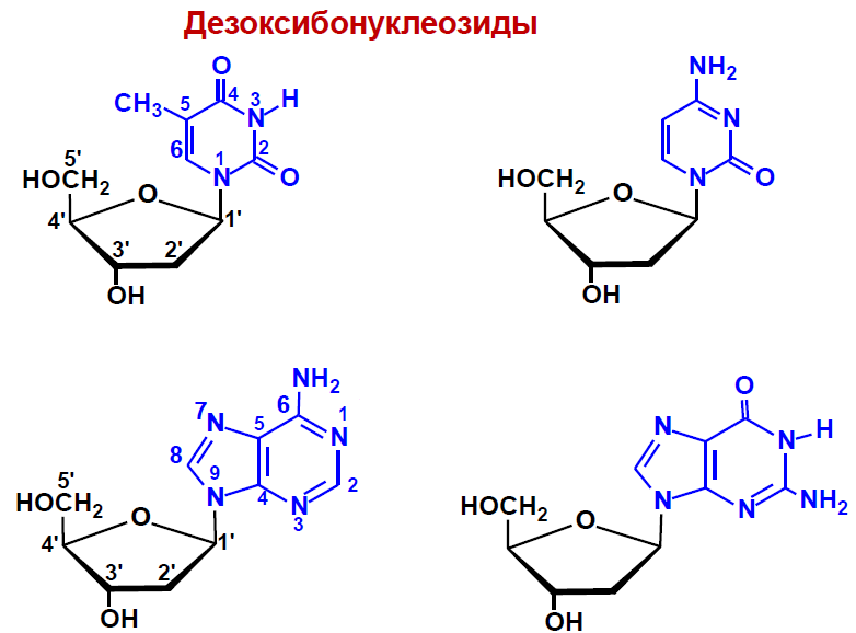 Схема образования дезоксицитидина