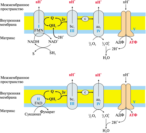 Окислительное фосфорилирование транспорт электронов