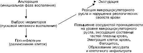 Какие процессы предшествуют экссудации см схему