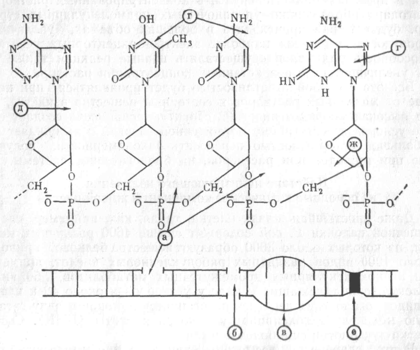 Водородные мостики. Разрыв водородных связей между нитями молекулы ДНК. Денатурация ДНК. Возможна денатурация разрыв водородных связей.
