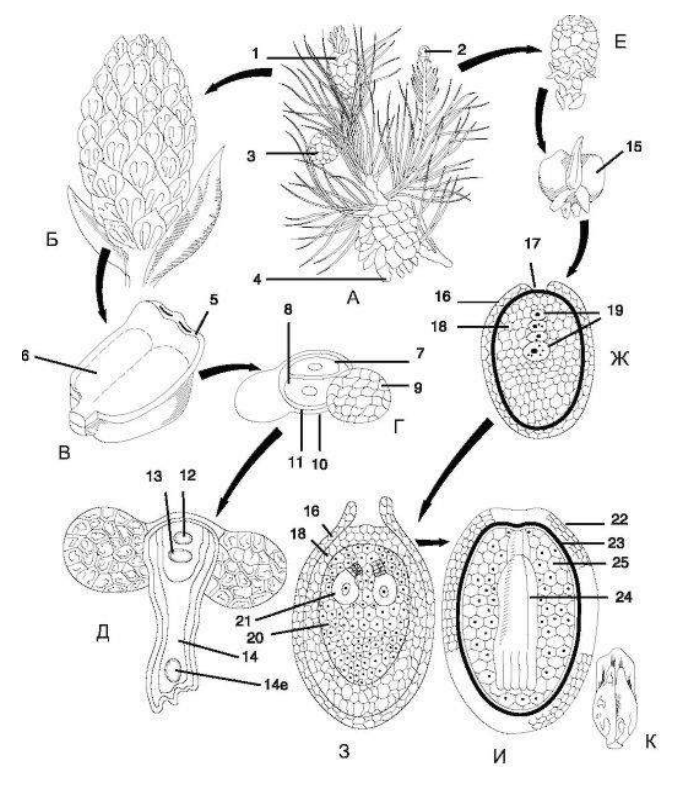 Микроспора голосеменных. Семязачаток голосеменных сосны. Жизненный цикл сосны микроспорогенез. Пыльцевое зерно голосеменных растений.