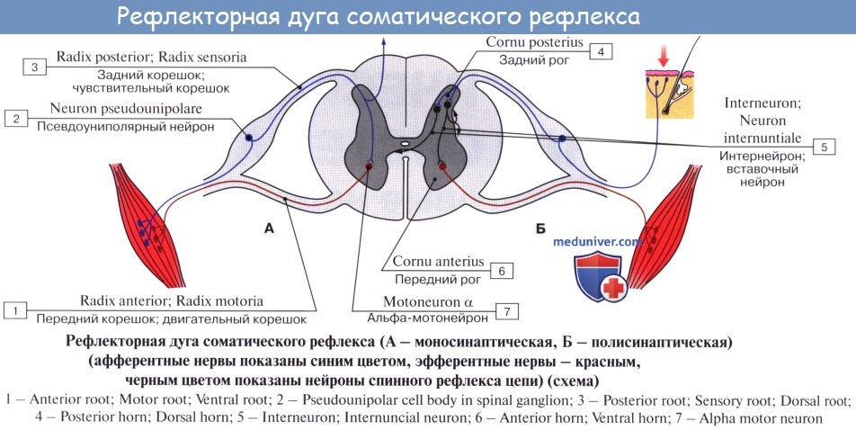 Как называется звено рефлекторной дуги обозначенное на схеме номером 1 чувствительный нейрон