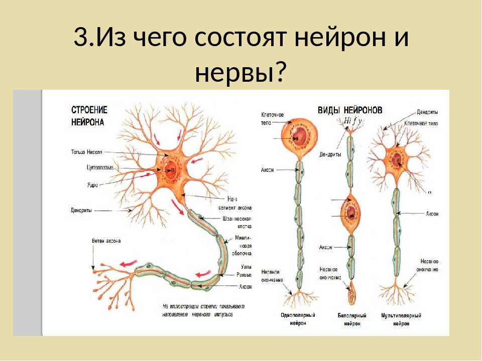 Внутреннее строение нерва