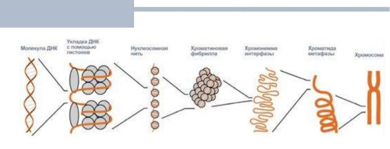 Спирализация молекулы. . Структурная организация хроматина. Уровни компактизации ДНК.. Уровни структурной организации хроматина хромосом. Уровни структурной организации хроматина. Структурная организация ДНК В хромосомах уровни компактизации.