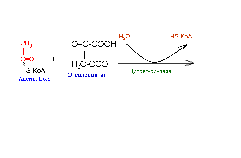 Молекула ацетил коа. Ацетил КОА формула биохимия. 2 Ацетил КОА. Оксалоацетат ацетил-КОА цитрат. Оксалоацетат и ацетил КОА.