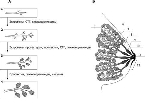 Цикл молочной железы. Лактирующая молочная железа схема. Гормональный контроль развитие молочной железы. Схема гормонального контроля развития молочной железы. Лобулоальвеолярное развитие молочных желёз.