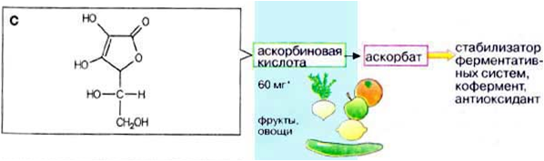 Действие аскорбиновой кислоты на резистентность и проницаемость сосудистой стенки