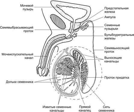Мужские яички органы. Мужская половая система анатомия схема. Схема строения мужской половой системы. Семявыносящий проток анатомия схема. Внутренне строение мужской половой системы схема.