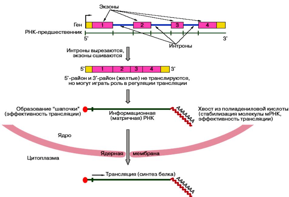 Последовательность этапов процессинга. Синтез белка процессинг сплайсинг. Процессинг матричной РНК. Процессинг матричной РНК этапы. Схема процессинга РНК.