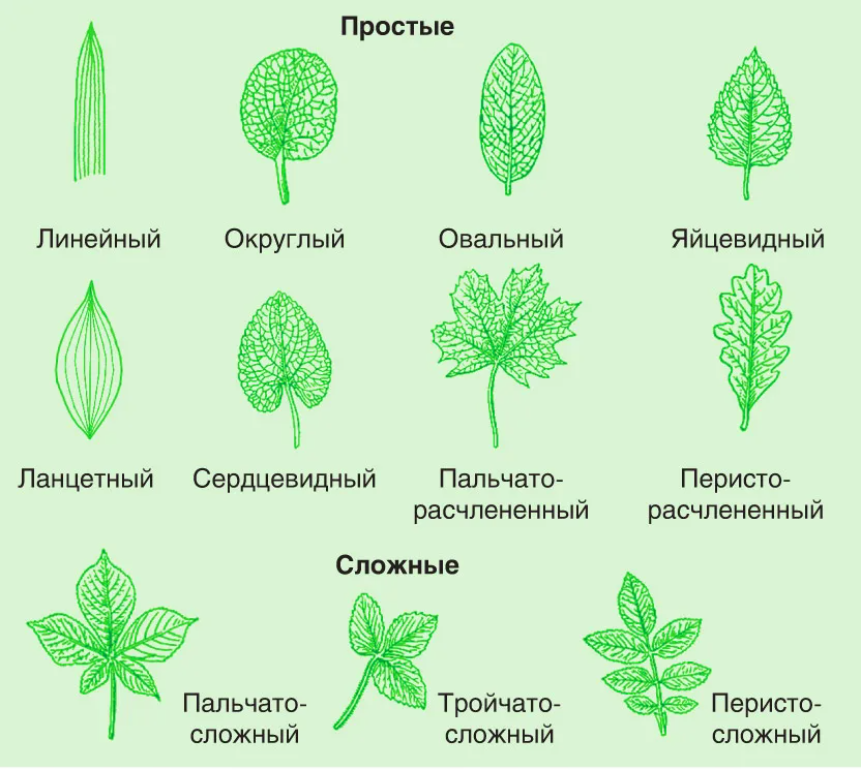 Название растения листья простые. Типы листовых пластинок простые. Тип листовой пластинки сложного листа. Перисто рассеченные листья. Типы жилкования листовой пластинки.