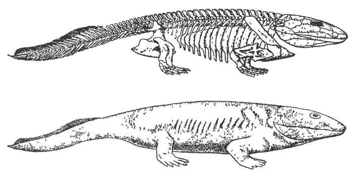 Ихтиозавры стегоцефалы. Ихтиостега переходная форма между. Стегоцефал переходная форма между. Стегоцефал строение. Стегоцефал скелет.