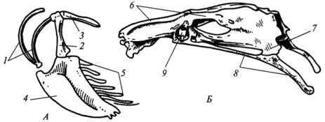Скелет верхней конечности птицы. Скелет птицы пояс передних конечностей. Пояс задних конечностей у птиц. Тазовый пояс и задняя конечность птицы.