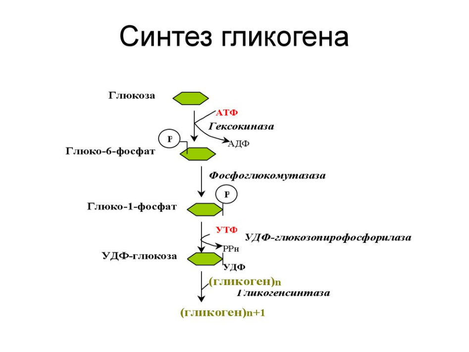 Глюкоза гликоген реакция. Синтез гликогена биохимия схема. Процесс синтеза гликогена. Обмен гликогена Синтез схема. Биосинтез гликогена схема.