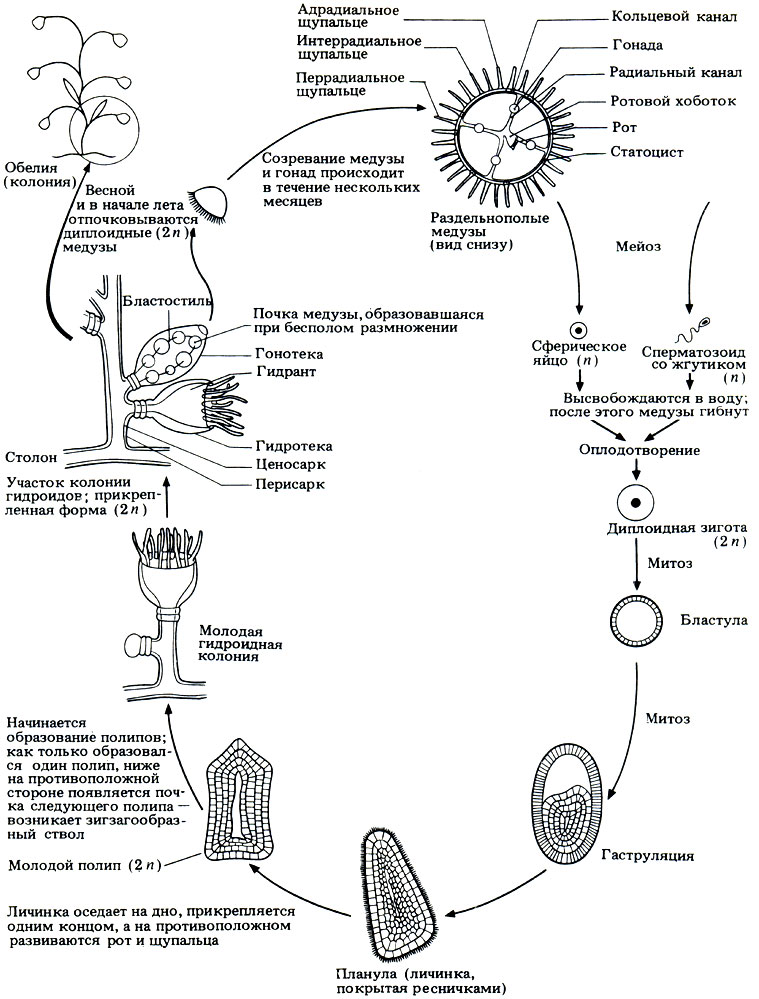 Указать стадию под буквой г на схеме цикла развития гидроидного полипа