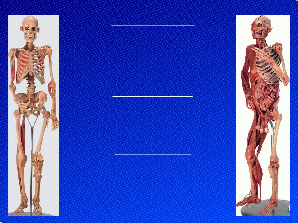 Костная система выполняет в организме функцию. Костная система. Костная система человека анатомия. Строение костной системы. Селет.