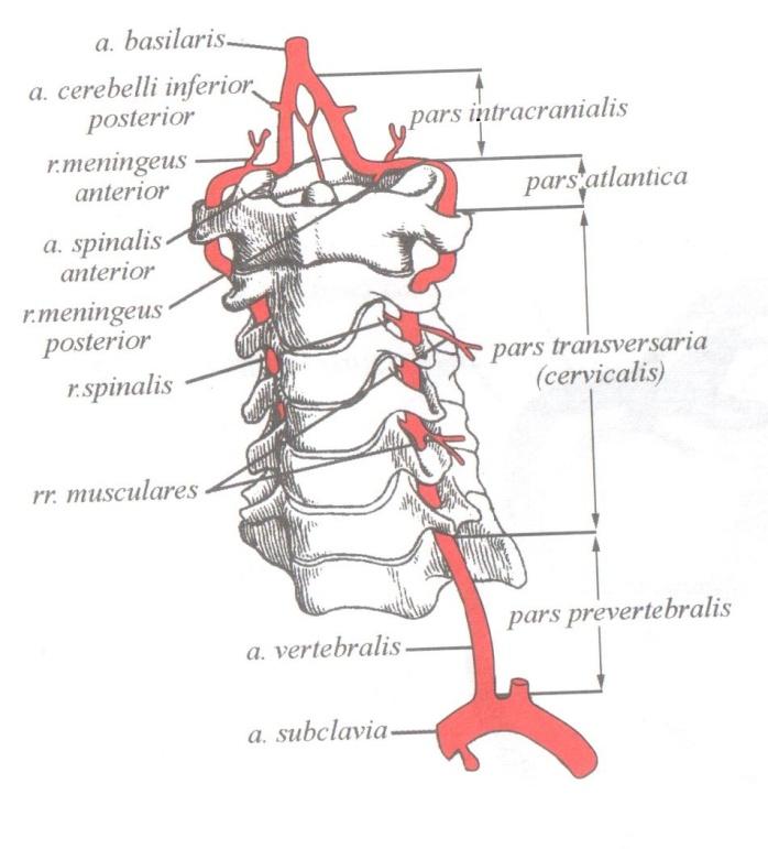 Артерии шейного отдела позвоночника