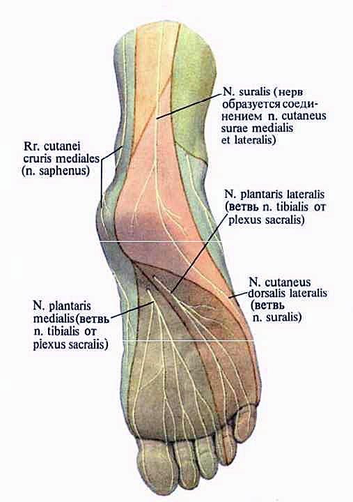 N suralis. Мышцы тыла стопы иннервирует нерв. Иннервация тыла стопы анатомия. Строение стопы мышцы. Подошвенная часть стопы анатомия.