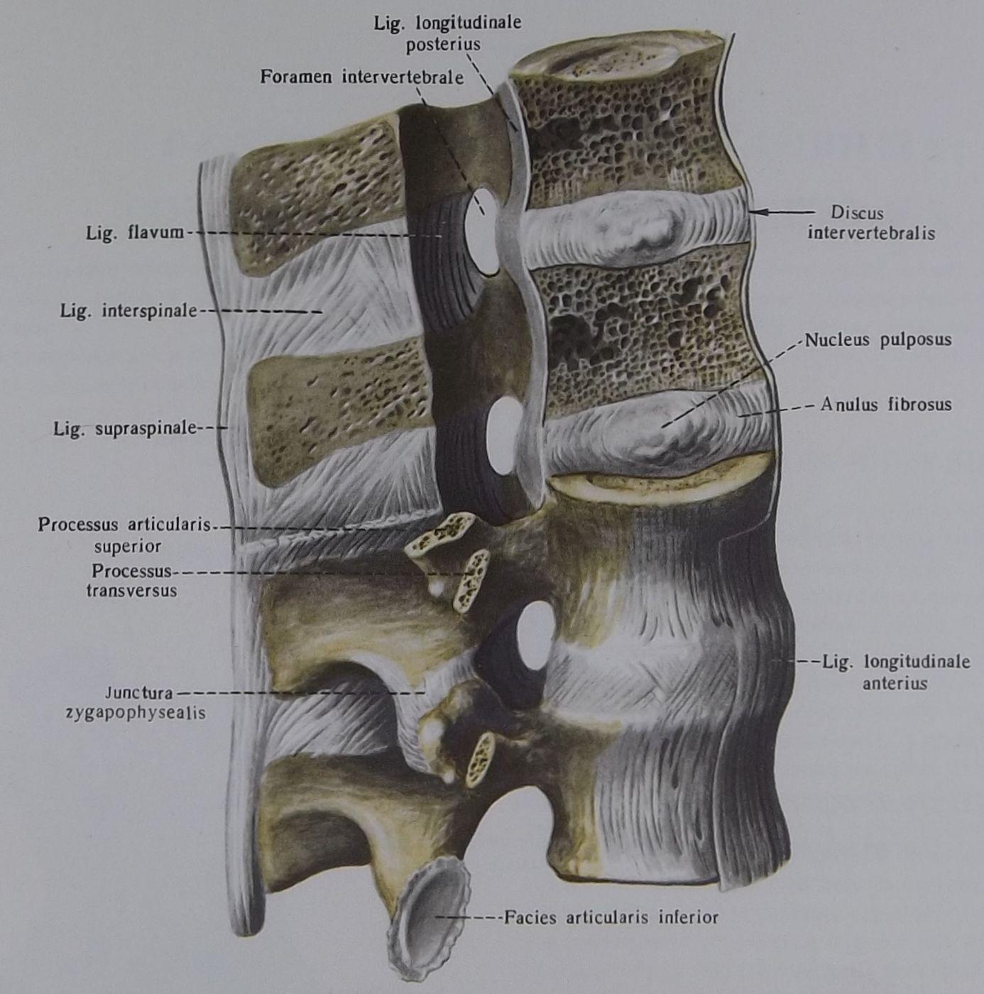 Соединения позвоночника суставы. Передняя продольная связка l2-l5. Межпозвоночные суставы анатомия. Позвоночный столб соединения позвонков. Задняя продольная связка (Lig. Longitudinale posterius).