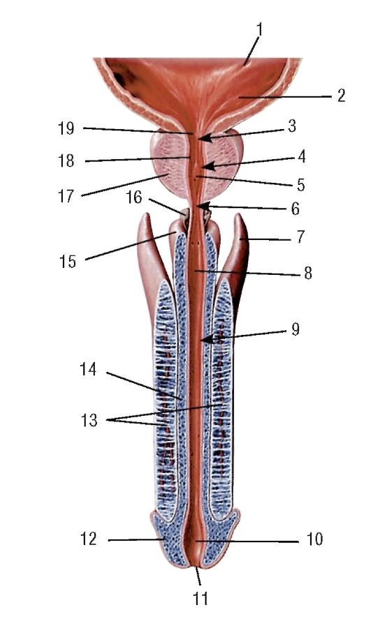 Уретра у мужчин где находится картинка