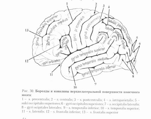 Значение извилин головного мозга. Анатомия коры головного мозга доли борозды извилины. Медиальная поверхность головного мозга борозды. Борозды и извилины коры больших полушарий. Борозды и извилины ВЕРХНЕЛАТЕРАЛЬНОЙ поверхности полушария.
