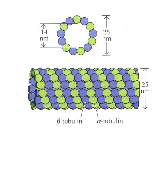 Синтез белков тубулинов. Микротрубочки тубулин. Белок тубулин. Тубулин строение. Гамма тубулин микротрубочки.