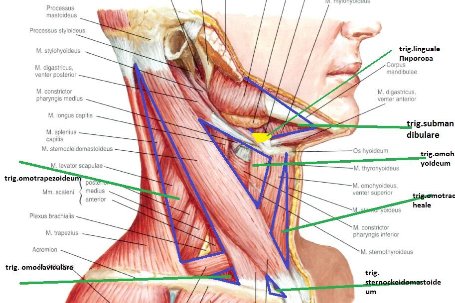 Spatium Interscalenum
