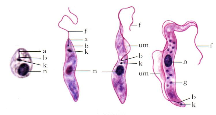 Трипаносома рисунок с подписями