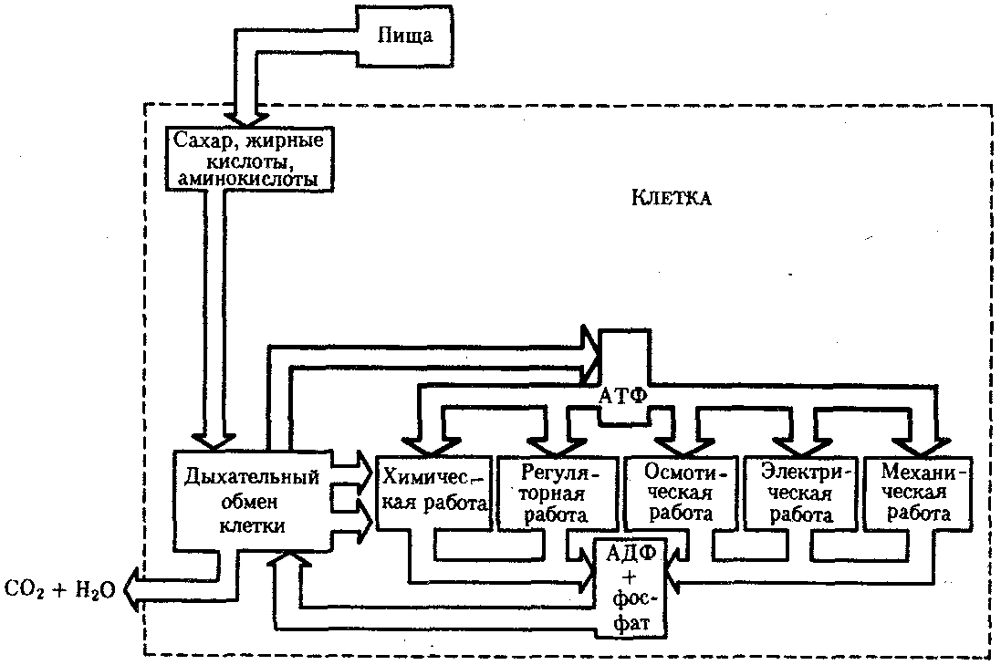 2.3.4. Внутриклеточный поток энергии