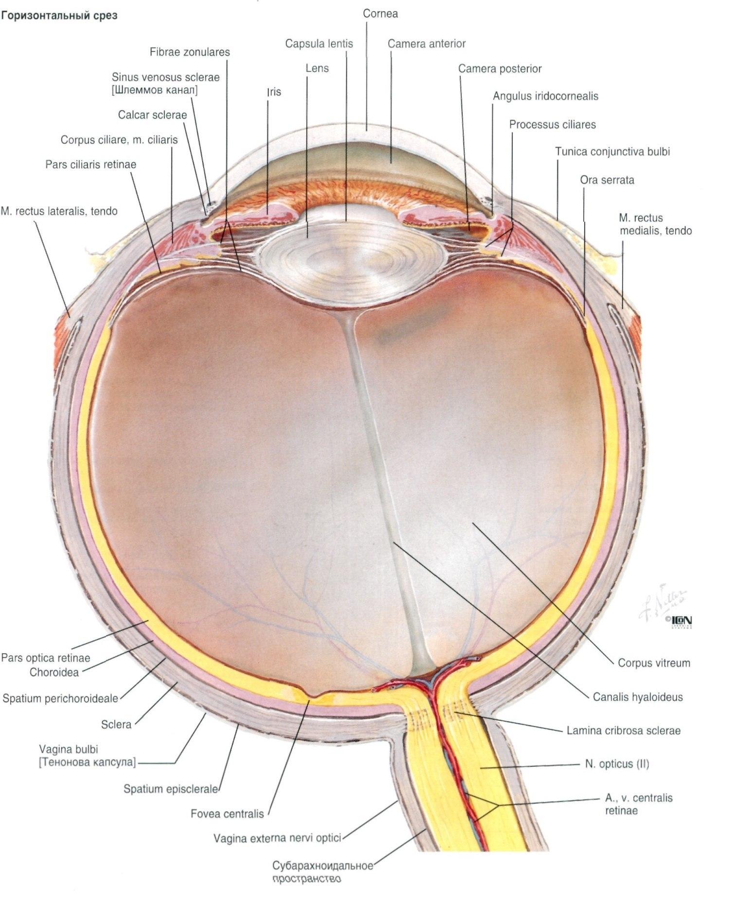 Строение глазного яблока атлас