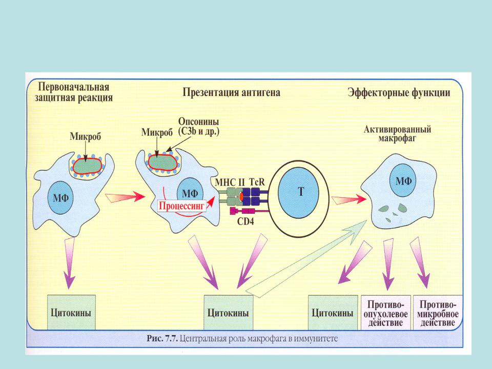 Макрофаги антитела. Механизмы распознавания антигена антигенпрезентирующими клетками. Антигенпрезентирующая функция макрофагов. АПК клетки иммунология. Макрофаги презентируют антиген.