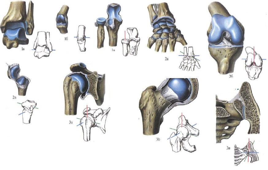 Соединение кости классификация. Одноосный двуосный многоосный сустав. Эллипсовидный сустав это в анатомии. Блоковидный сустав оси. Суставы одноосные двухосные.