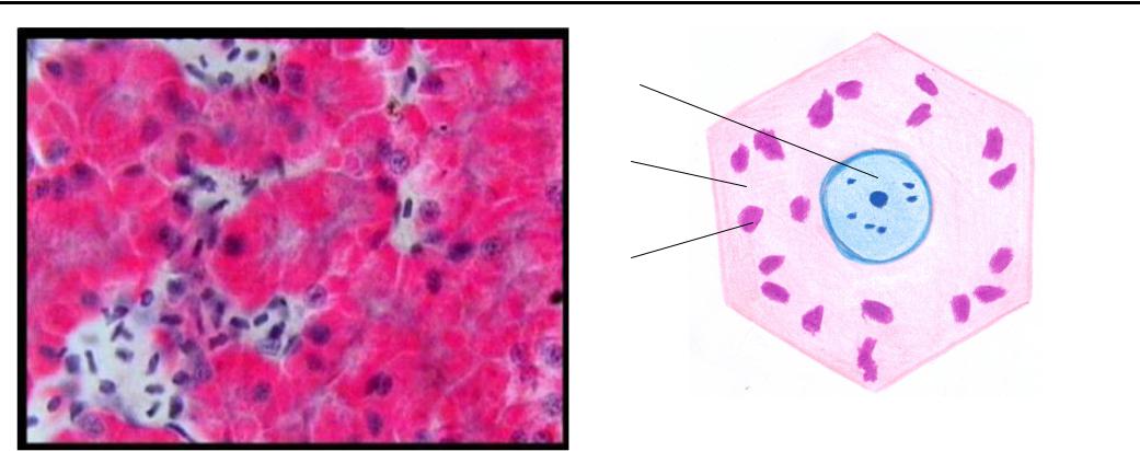 Форма клетки печени. Клетки печени гистология препарат. Клетки печени аксолотля. Полигональная клетка печени окраска гематоксилином и эозином. Включения гликогена в печени аксолотля.