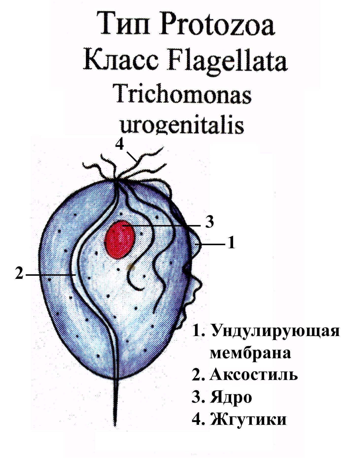 Особенности проявления кишечной трихомонады