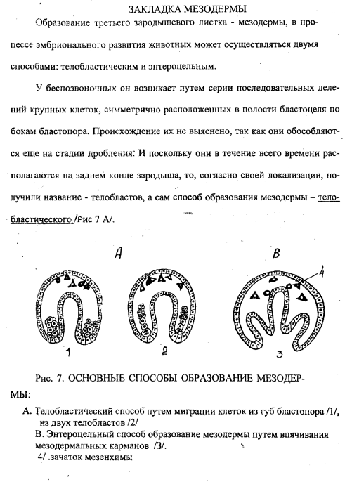 Формирование мезодермы