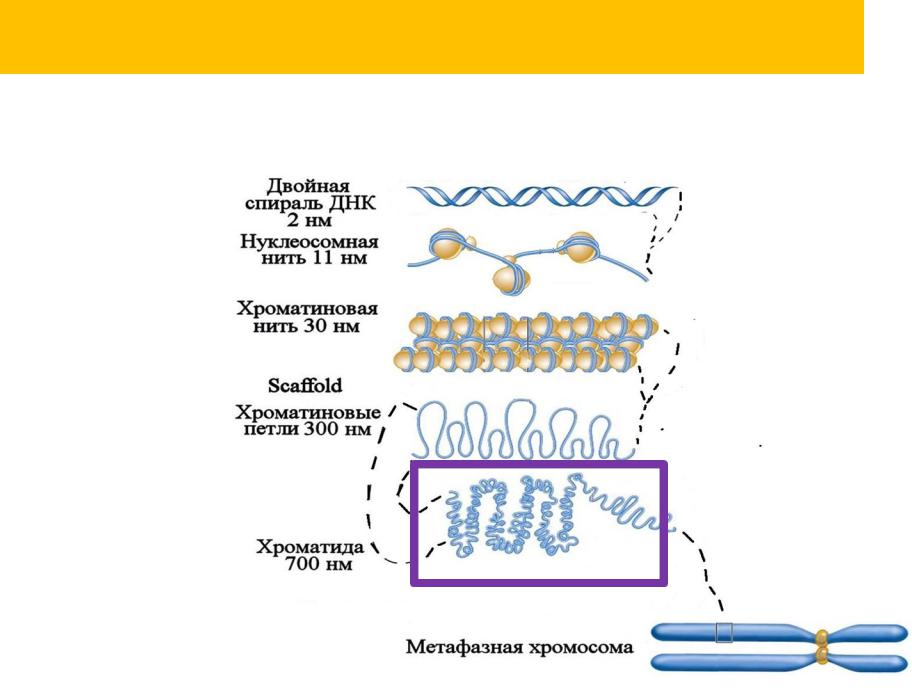 Спирализация молекулы. Хроматиновые петли. Спираль ДНК Нуклеосомная нить. Хроматиновые нити. Нуклеосомная нить хроматиновая фибрилла.