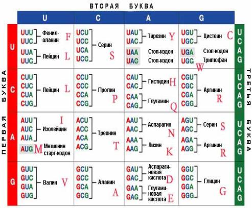 Кодон соответствует. Метионин старт кодон. Аланин кодоны. Старт кодон ДНК. Метионин генетический код.